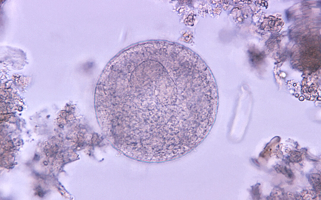 About parasites | Parasites | CDC