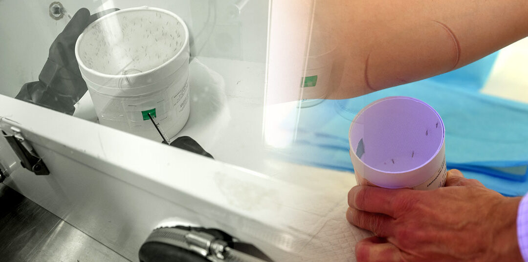 2025 News – New monoclonal antibody shows promise in preventing malaria infections