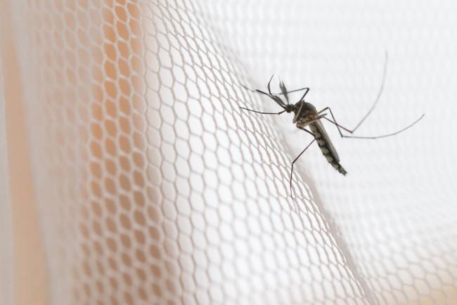 Stop malaria by treating mosquitoes