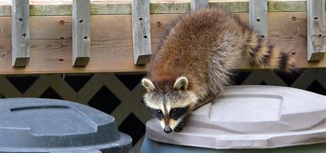 Rabies infection: How to protect your child