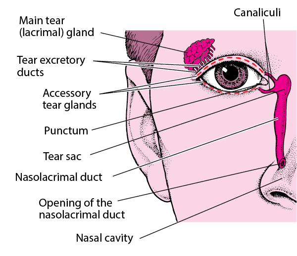 Overview of eyelids and tears – eye disorders