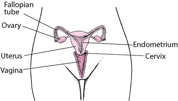 Pelvic pain in women – Women’s Health
